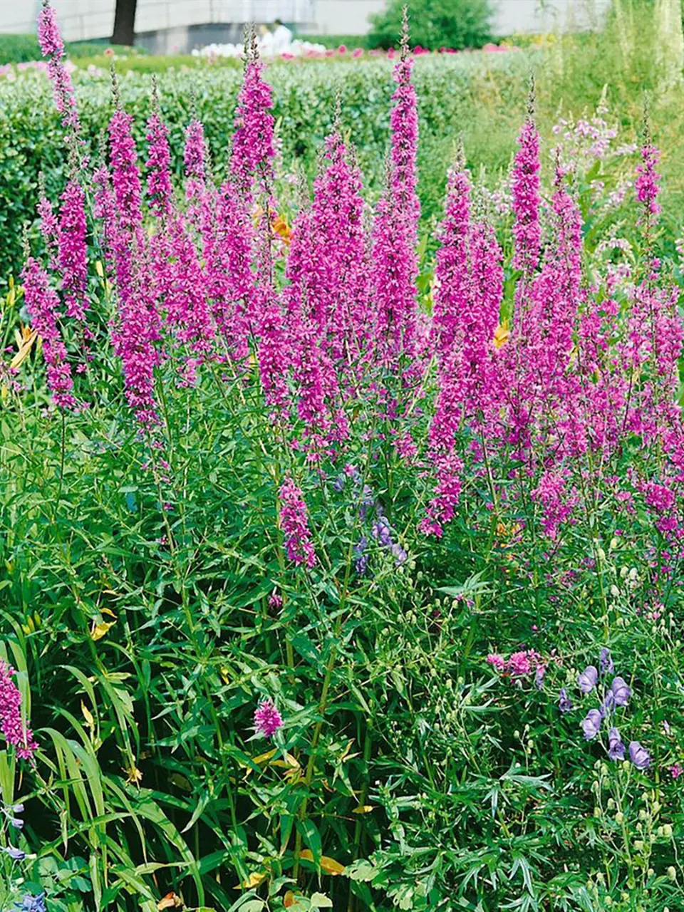 Tipp_Plants_Blutweiderich