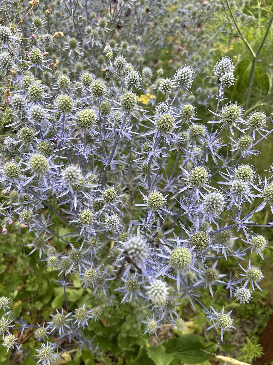 Tipp_Plants_Flachblatt-Mannstreu