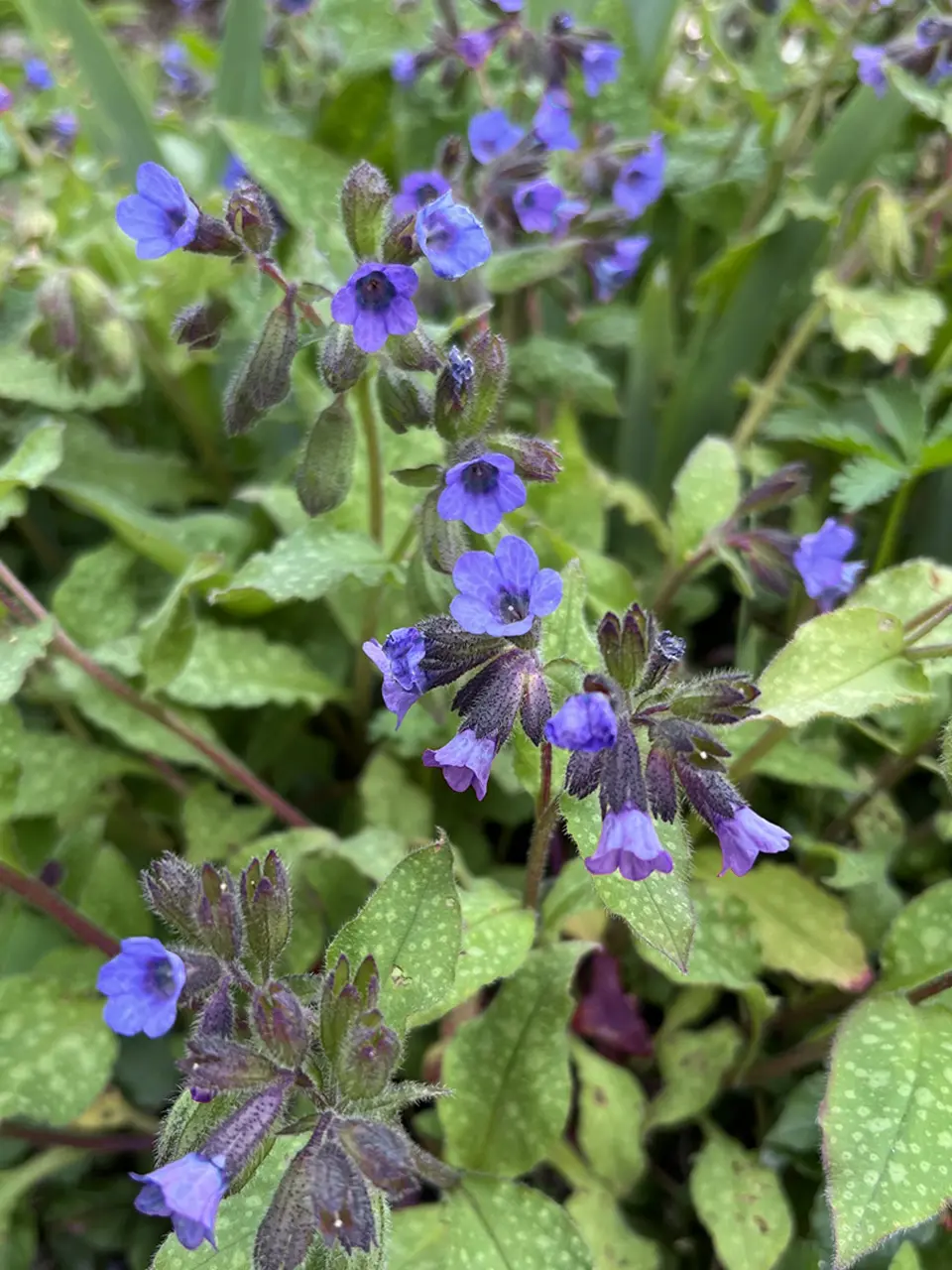 Tipp_Plants_Geflecktes-Lungenkraut