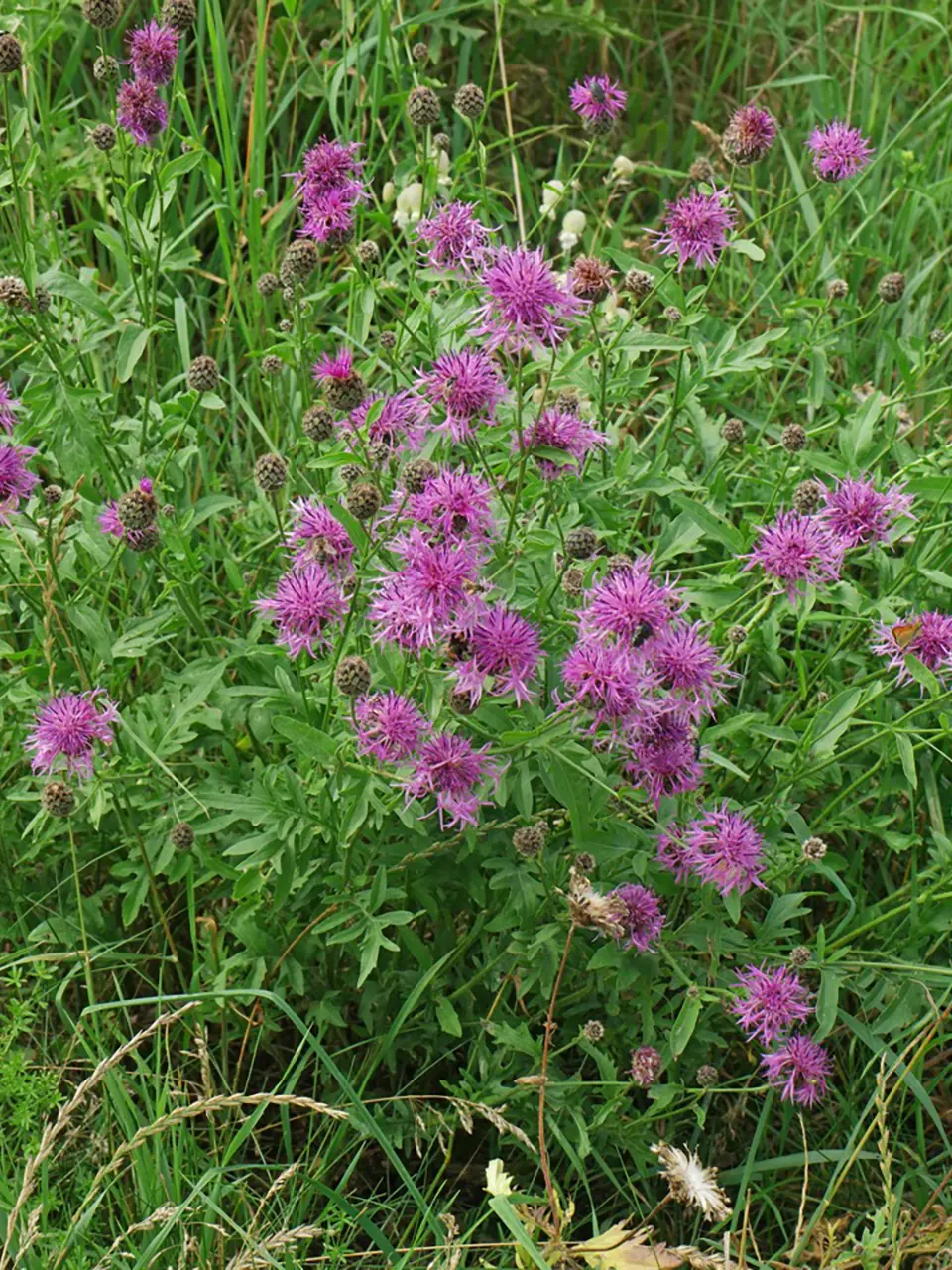 Tipp_Plants_Skabiosen-Flockenblume