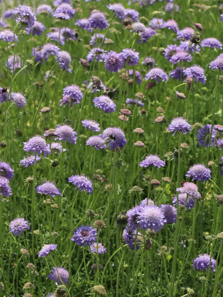 Tipp_Plants_Tauben-Skabiose